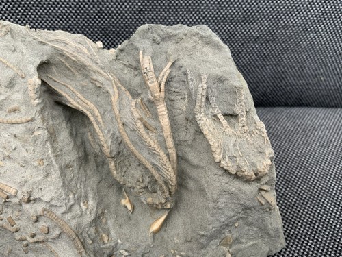 Rare jurassic fossil crinoid - rare,