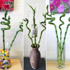 Spiral straight lucky bamboo - 1,