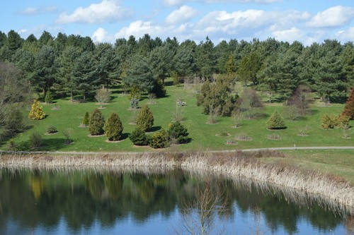 Photo 6x4 bedgebury pinetum - photo,