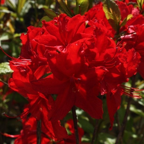 Rhododendron nabucco 9cm - nabucco, in