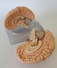 Somso Brain Anatomical 2 part