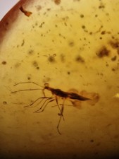 Insect In 100 Million Year Old Burmese Amber 