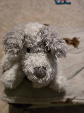 Floppy scruffy terrier dog - floppy,