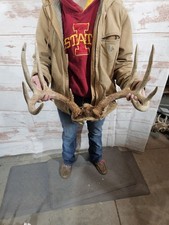 Wild 10 Point Whitetail Deer