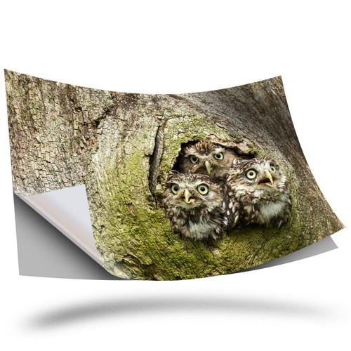 Vinyl sticker owl - vinyl,