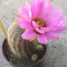 Echinocereus Reichenbachii v