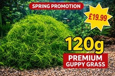 120g guppy grass najas - grass,