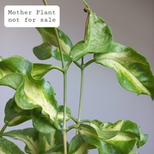 VERY RARE! Hoya Kenejiana