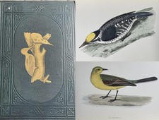 Morris’s British Birds 2nd