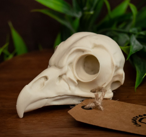 Owl skull replica life size - skull,