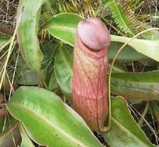 Nepenthes (carnivorous plant)