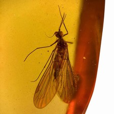 Scorpion fly burmese - scorpion, in