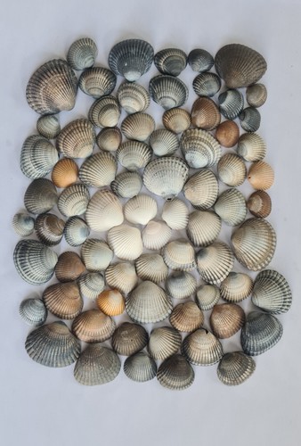 Common cockle shells - shells, ideal