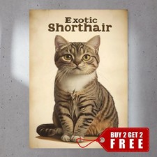 Exotic Shorthair Types of Cats A4 Vintage Poster, Wall Art, Retro, Art Deco