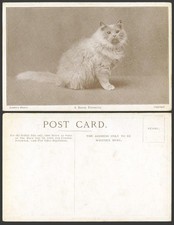 Beautiful Persian Cat Kitten A Royal Favorite Pet, Landor's Studies Old Postcard