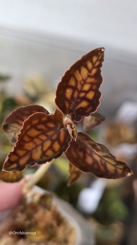Cystorchis stenoglossa rare - cystorchis,