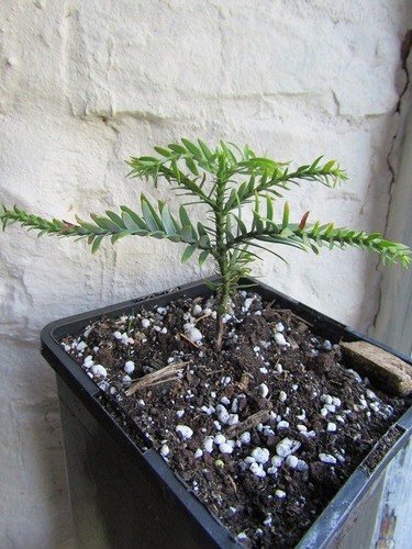 Wollemia nobilis wollemi - wollemia, nobilis,