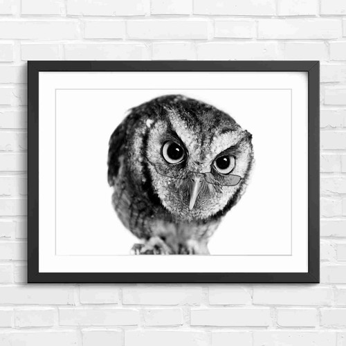 Wisdom owl with glasses - glasses, black