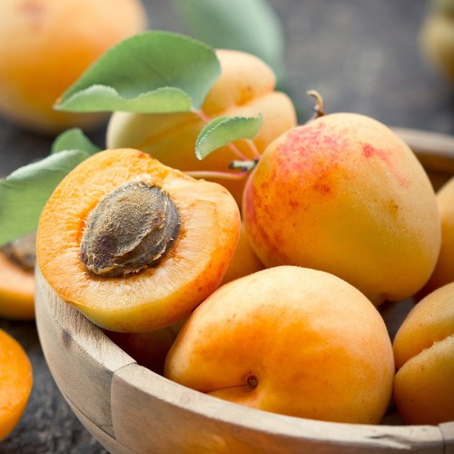 Yellow apricot tree prunus - yellow,