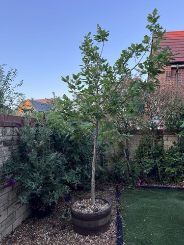 English oak tree quercus robur - oak,