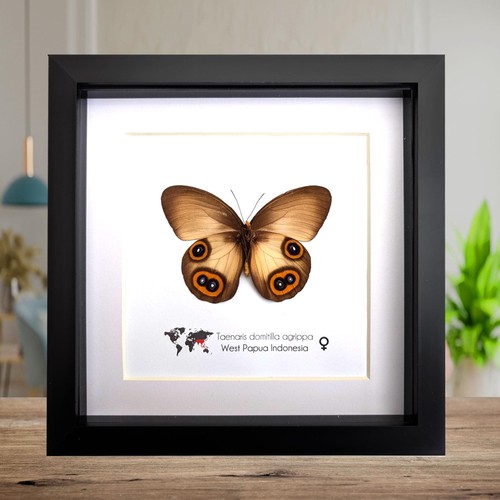 Real owl butterfly taxidermy - butterfly,