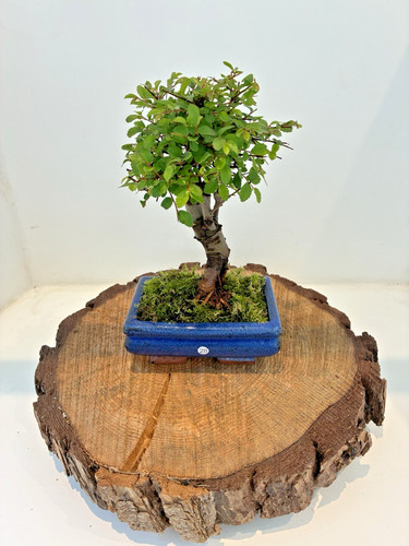 Chinese elm ulmus parvifolia - elm,