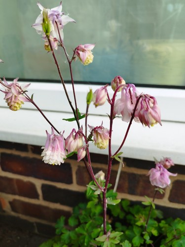 5 roots aquilegia - 1/2/3/4/5,