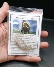 Pleistocene Ice Age Woolly