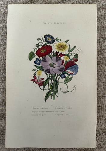 Annuals sweet pea zinnia - annuals,