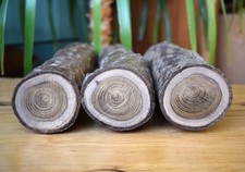 Laburnum Woodturning Blanks x3