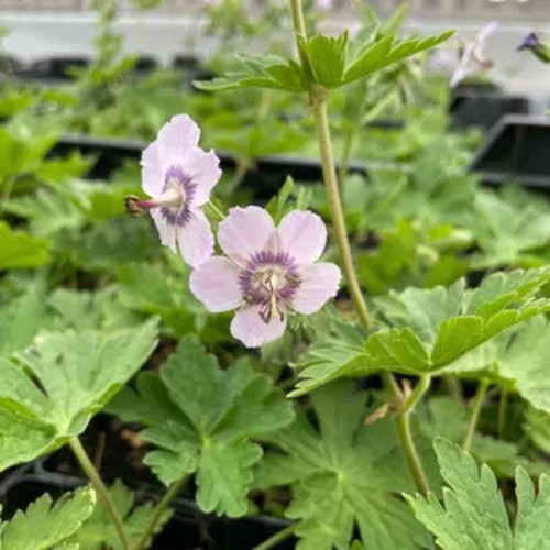 Hardy geranium phaeum wendy - hardy,