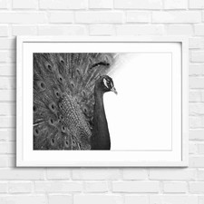 Vibrant Blue Green Peacock