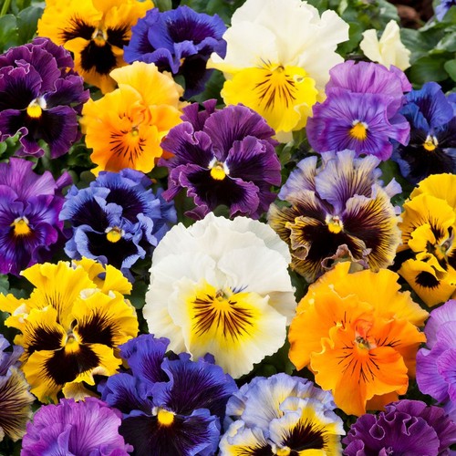 Pansy frizzle sizzle mixed - frizzle,