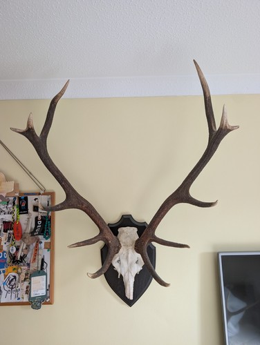 Red stag mounted antlers - red,