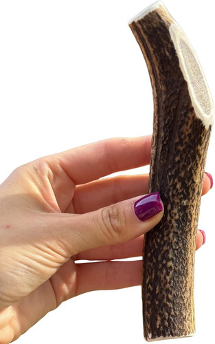 Large antler dog - antler,