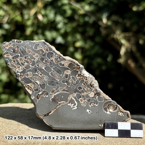 Promicroceras ammonite fossil - promicroceras,