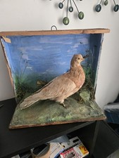 Vintage Taxidermy Domestic Pigeon Bird