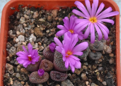 Conophytum swanepoelianum