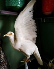 Beautiful Dove Taxidermy