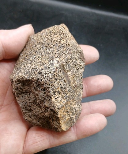 Edmontosaurus bone dinosaur - edmontosaurus,