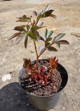 5 Years Old Peony Pink Flowers