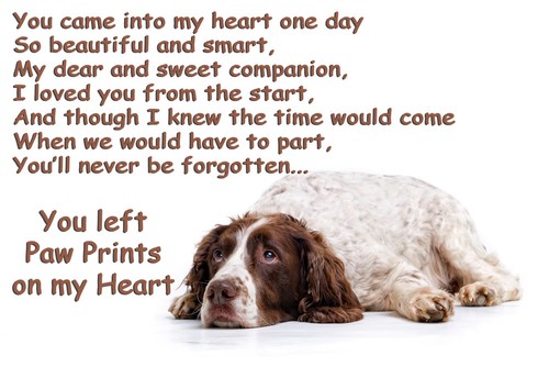 Springer spaniel dog pet loss - dog,