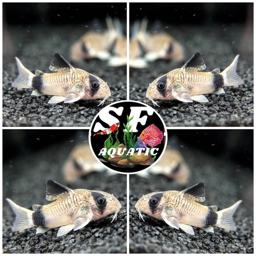 Panda cory corydoras - 5x,