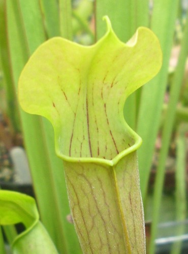 Sarracenia alata pubescent - sarracenia,