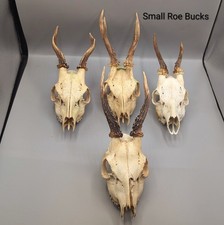 Roe Deer Skull, Taxidermy, Gothic, Oddities, Curio, Bones, Skulls, Gift, Art