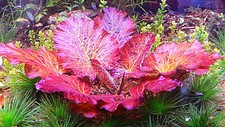 RED TIGER LOTUS 1 PLANT -