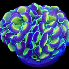 HOLOGRAM BRANCHING HAMMER -