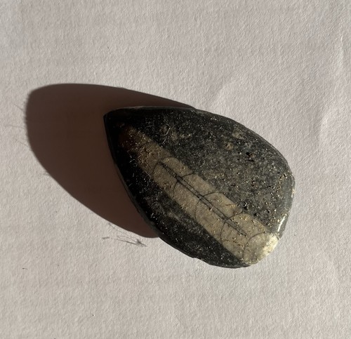 Genuine orthocone cephalopod - orthocone,