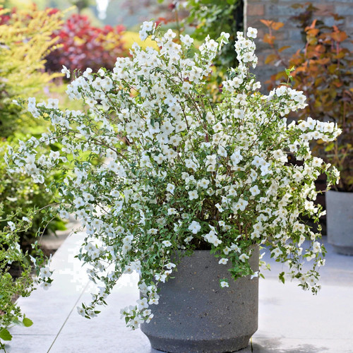 Philadelphus mont blanc mock - philadelphus,