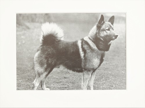 Elkhound dog print 1930s - elkhound,